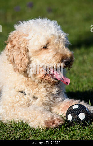 Apricot farbigen behaarte Labradoodle Hund auf der Wiese liegend Stockfoto