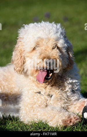 Apricot farbigen behaarte Labradoodle Hund auf der Wiese liegend Stockfoto