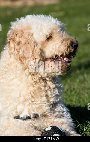 Apricot farbigen behaarte Labradoodle Hund auf der Wiese liegend Stockfoto