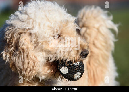 Apricot farbigen Labradoodle mit schwarz gefleckten Ball im Mund Stockfoto