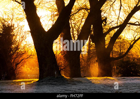 Rufford, Burscough, Preston, Lancashire, Großbritannien, 16. Februar 2016. UK Wetter. Atmosphärische Sonnenlicht durch Bäume auf einem sehr kalten, frostigen Start mit viel Sonnenschein für Hausboote Bewohner an der St Mary's Marina, auf einer schön ruhigen Teil der Rufford Branch der Leeds - Liverpool Canal entfernt. Stockfoto
