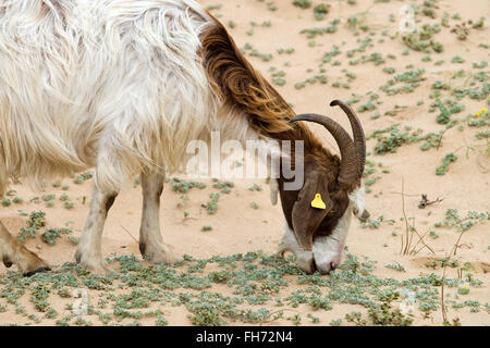 Hausziege Essen klein verlässt am Strand, Sardinien, Italien Stockfoto