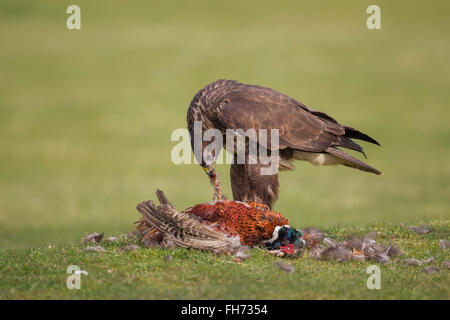 Mäusebussard (Buteo Buteo), Erwachsene, Fütterung auf Fasan (Phasianus Colchicus), Gefangenschaft, Großbritannien Stockfoto