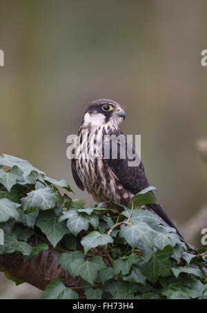 Eurasian Hobby, Falken (Falco Subbuteo), thront auf einem Baum gefangen, Vereinigtes Königreich Stockfoto