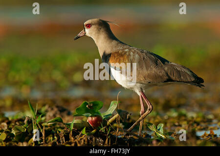 Südlichen Kiebitz, (Vanellus Chilensis), Pantanal, Brasilien Stockfoto