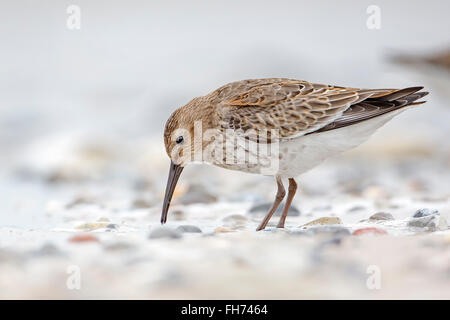 Alpenstrandläufer (Calidris Alpina) auf Nahrungssuche, Helgoland, Schleswig-Holstein, Deutschland Stockfoto