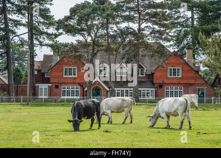 Half Wild Cattle im New Forest Wildlife Park in der Nähe von Lyndhurst, Südostengland. Stockfoto