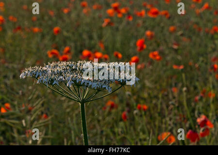 Kuh-Petersilie - Anthriscus Sylvestris Aufnahme in der Nähe von Tring, Hertfordshire, UK Stockfoto