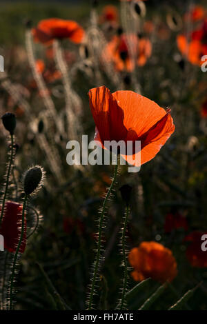 Gemeinsamen Mohn - Papaver Rhoeas Aufnahme in der Nähe von Tring, Hertfordshire, UK Stockfoto