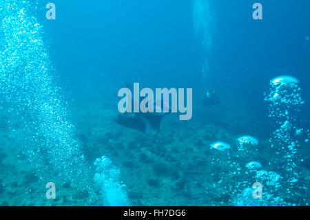 Manta Ray im Indischen Ozean Stockfoto