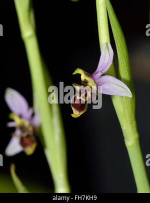 Waldschnepfe Orchidee - Ophrys Scolopax Subspecies Apiformis, Sy Ophrys Scolopax Subspecies Picta, Sy Ophrys picta Stockfoto