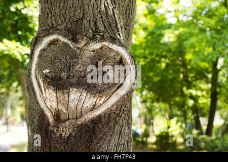 Herz in der Rinde eines Baumes. Baum mit Herzform. Herz aus Holz geschnitten Textur Stockfoto