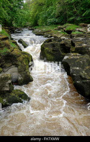 Strid, eine Reihe von Wasserfällen und Stromschnellen des Flusses Wharfe in der Nähe von Bolton Abbey, Yorkshire, England Stockfoto