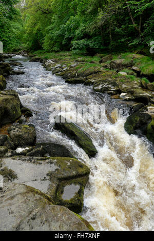 Strid, eine Reihe von Wasserfällen und Stromschnellen des Flusses Wharfe in der Nähe von Bolton Abbey, Yorkshire, England Stockfoto