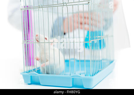 Closeup Portrait einer Ratte im Labor der Apotheke Stockfoto