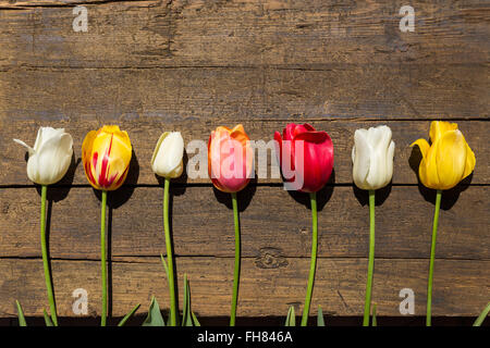 viele bunte Tulpen über einem hölzernen Hintergrund, Exemplar Stockfoto