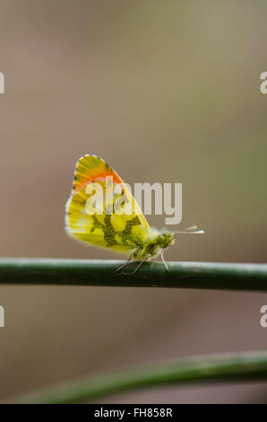 Orangefarbene Spitze der Provence (Anthocharis euphenoides). Andalusien, Spanien. Stockfoto