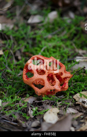 Pilz, Clathrus Ruber, vergitterten Stinkmorchel, Korb Stinkmorchel, roten Käfig, Pilz, Andalusien, Spanien. Stockfoto