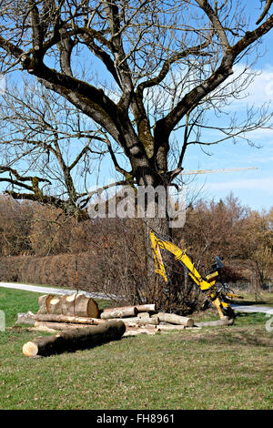 Griesser hinten Dreipunkt-Kran Hk 4000 Protokolle Holz unter Eiche, Chiemgau, Oberbayern, Deutschland, Stockfoto