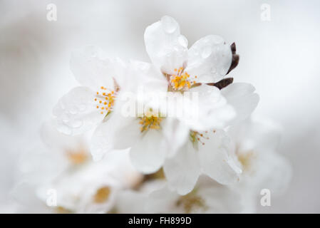 WASHINGTON DC, Vereinigte Staaten – die Kirschblüte in Washington DC blühen rund um das Tidal Basin. Stockfoto