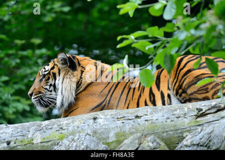 Amur-Tiger (Panthera Tigris Altaica) sitzen auf melden Sie sich im Zoo von Edinburgh, Schottland, Vereinigtes Königreich Stockfoto