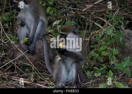 Vervet Affen in Äthiopien. Stockfoto