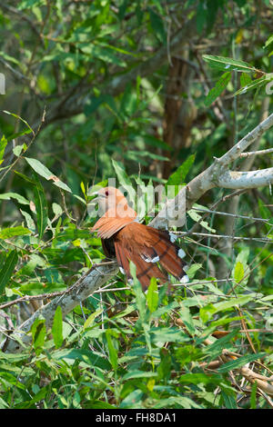 Guira Kuckuck (Guira Guira), Pantanal, Mato Grosso, Brasilien Stockfoto