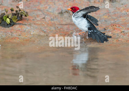 Männliche Yellow billed Kardinal (Paroaria Capitata) Baden, Pantanal, Mato Grosso, Brasilien Stockfoto