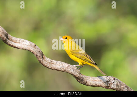 Safran Finch (Sicalis Flaveola) auf einem Ast, Pantanal, Mato Grosso, Brasilien Stockfoto