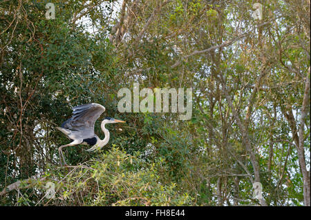 Weiß-Necked Heron oder Cocoi Heron (Ardea Cocoi), Pantanal, Mato Grosso, Brasilien Stockfoto