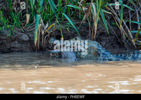 Yacare Kaiman (Caiman Yacare) verschlingt ein Fisch, Cuiaba River, Pantanal, Brasilien Stockfoto