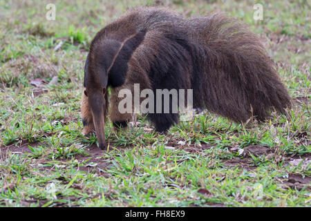 Gigantische Ameisenbär (Myrmecophaga Tridactyla) auf Nahrungssuche und Fütterung in Termite Mound, Mato Grosso, Brasilien Stockfoto