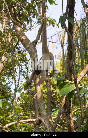 Braun wollig Affe auch bekannt als gemeinsame wollige Affen oder Humboldts wollige Affen (Lagothrix Lagotricha) Brasilien Stockfoto