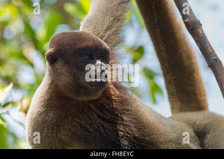 Braun wollig Affe auch bekannt als gemeinsame wollige Affen oder Humboldts wollige Affen (Lagothrix Lagotricha) Brasilien Stockfoto