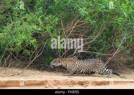 Jaguar (Panthera Onca) stalking, Cuiaba Fluss, Pantanal, Mato Grosso, Brasilien Stockfoto