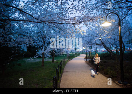 WASHINGTON DC, USA – Eine Frau geht mit ihrem Hund auf einem Pfad unter den blühenden Kirschblüten neben dem Tidal Basin in Washington DC. Stockfoto