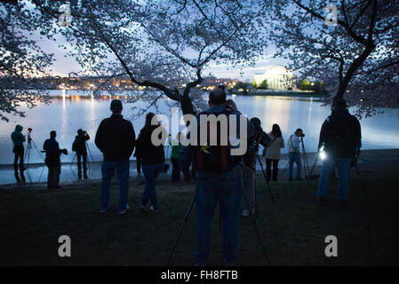 WASHINGTON DC, USA – Fotografen stehen am Ufer des Tidal Basin vor Sonnenaufgang während der Blüte der berühmten Kirschblüten. Stockfoto