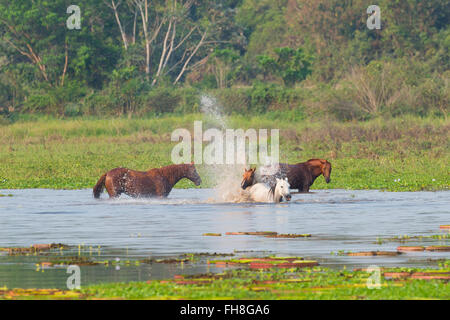 Pferde in einen Wasserteich Porto Joffre, Pantanal, Mato Grosso, Brasilien Stockfoto