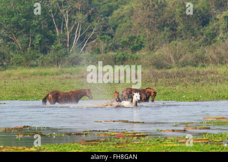 Pferde in einen Wasserteich Porto Joffre, Pantanal, Mato Grosso, Brasilien Stockfoto