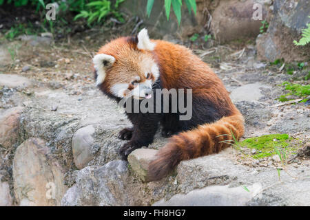 Roter Panda (Ailurus Fulgens), Provinz Sichuan, China Stockfoto