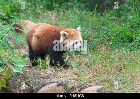 Roter Panda (Ailurus Fulgens), Provinz Sichuan, China Stockfoto