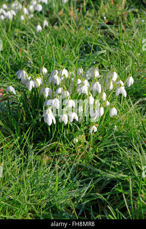 Schneeglöckchen, Galanthus Nivalis, gemeinsame Schneeglöckchen, North Yorkshire, England, UK. Stockfoto