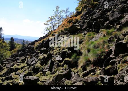 Schutthalden und seltene Flora auf dem Weg zur Milseburg Rhön Nature Reserve. Kleinsassen, UNESCO Biosphären Reservat Rhön, Hessen, Deutschland, Europa-Datum: 30. September 2015 Stockfoto