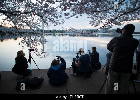 WASHINGTON DC, USA – Fotografen stehen am Ufer des Tidal Basin vor Sonnenaufgang während der Blüte der berühmten Kirschblüten. Stockfoto