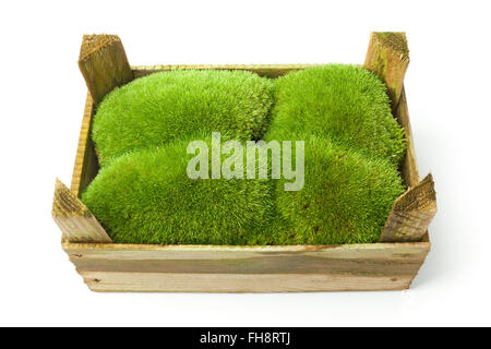Grünes Moos in einer Holzkiste auf weißem Hintergrund Stockfoto