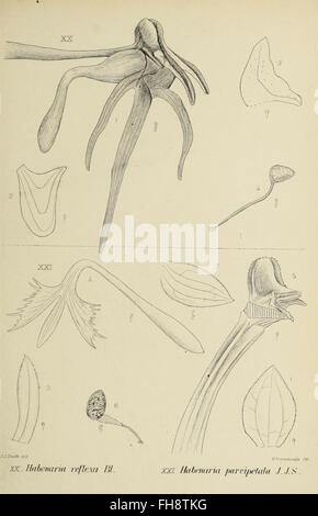 Ein botanisches Werk aus dem Jahr 1905, das die verschiedenen ...