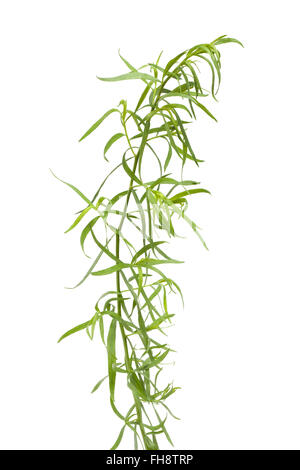 Frischen Estragon Zweig und Blätter auf weißem Hintergrund Stockfoto