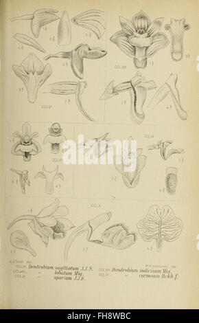 Eine Illustration aus „die Orchideen von Java“ (1905), einem ...
