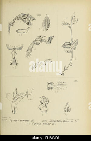 Botanische Illustration der javanischen Orchideen aus der Botanik ...