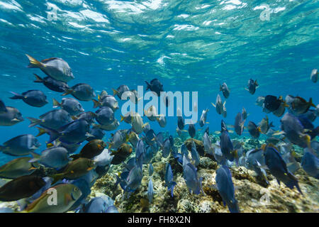 Schule von Blaufischen, Acanthurus coeruleus, Schwimmen auf dem Korallenriff und Füttern Stockfoto